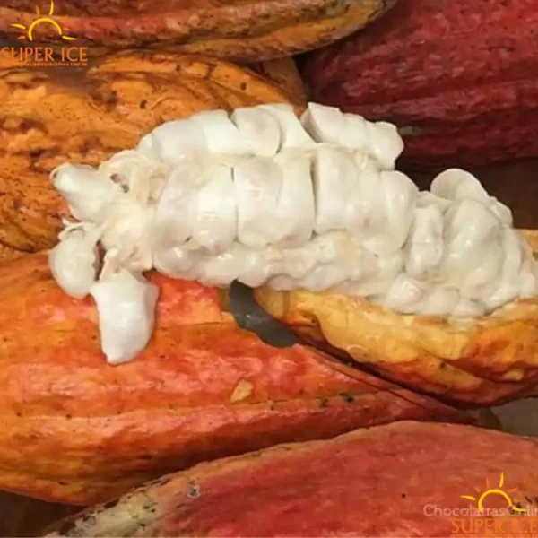 cacau (3)